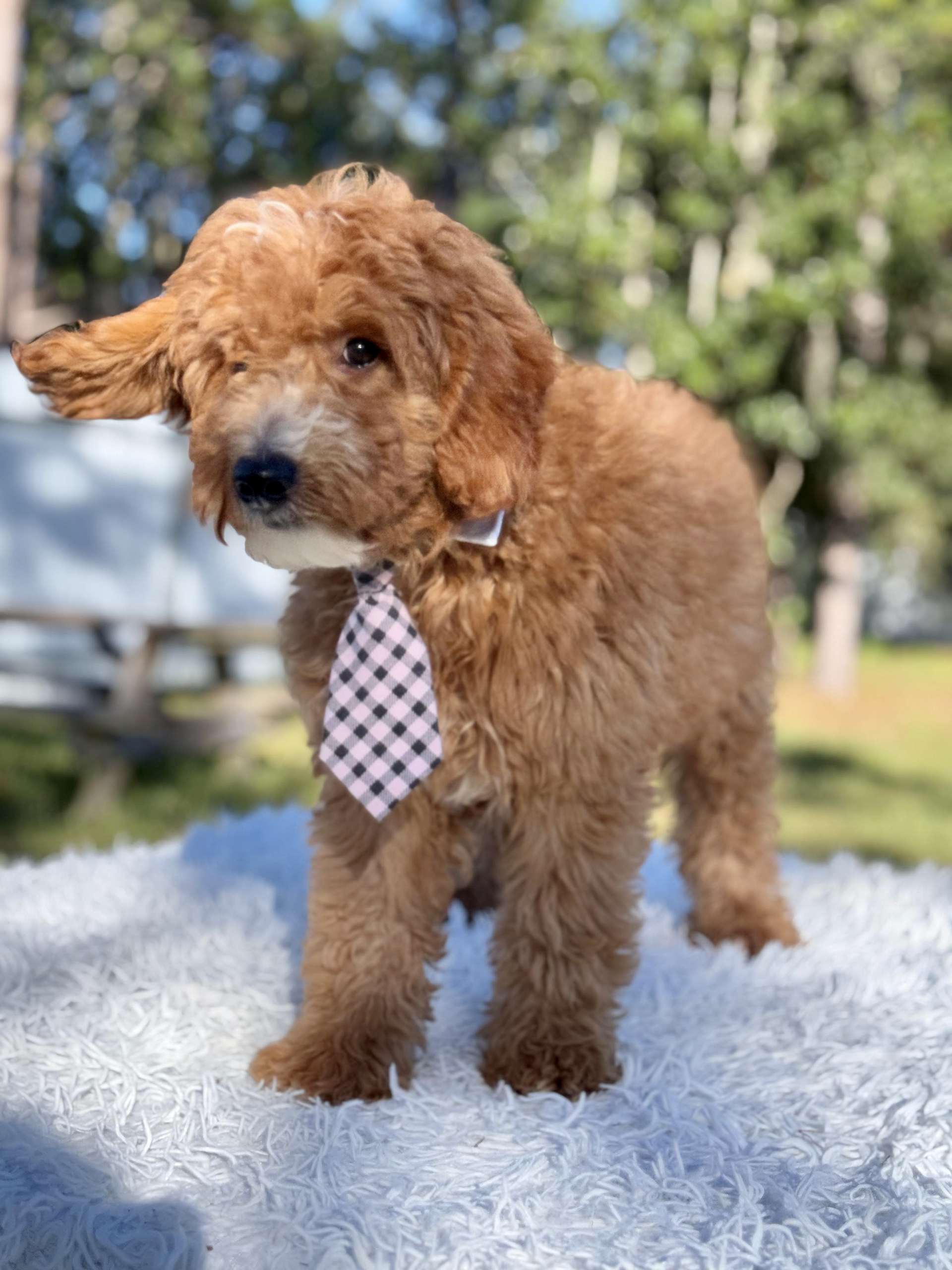 Médium - Cheddar Charm -Male - Image 5