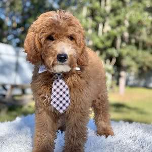 Médium - Cheddar Charm -Male