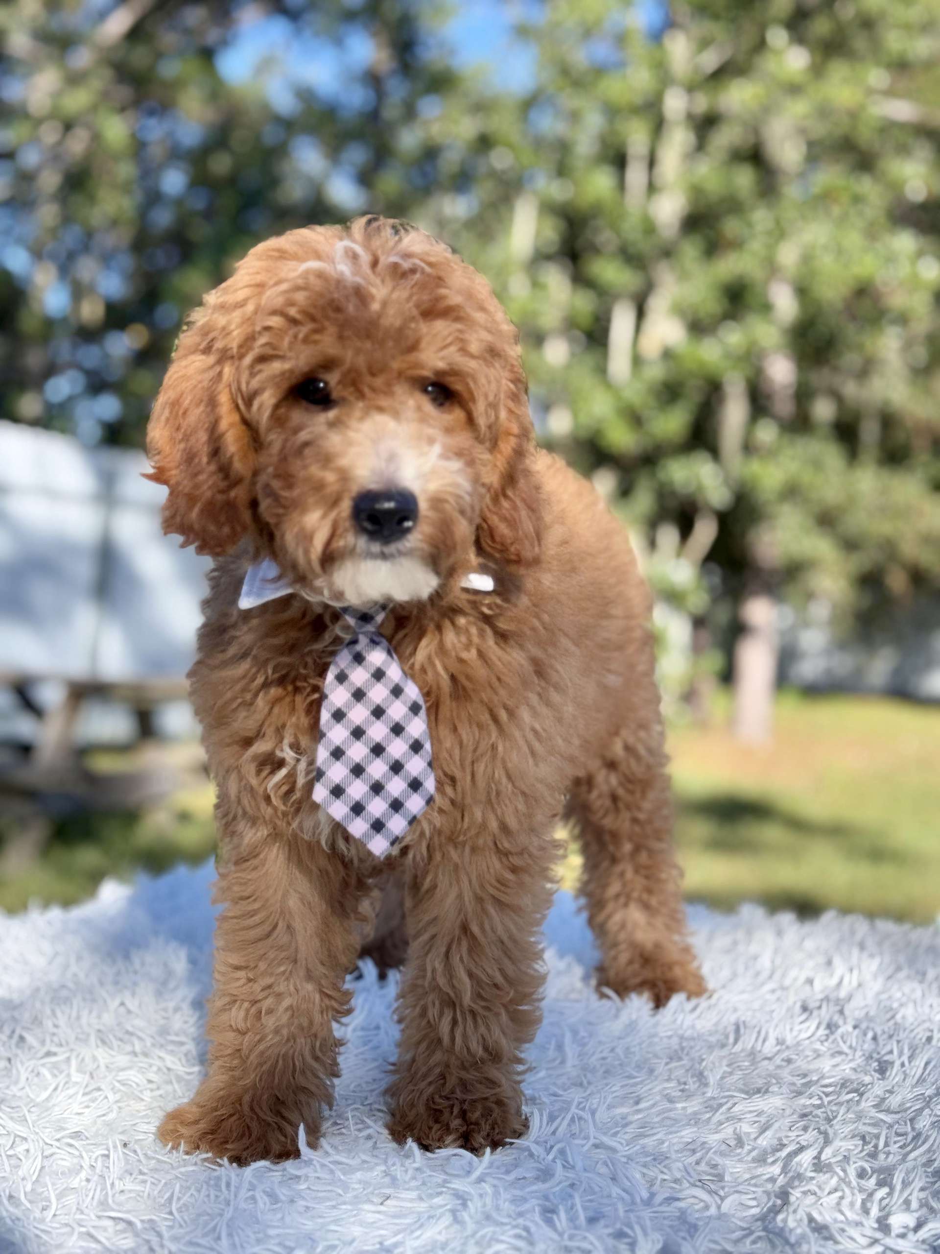 Médium - Cheddar Charm -Male