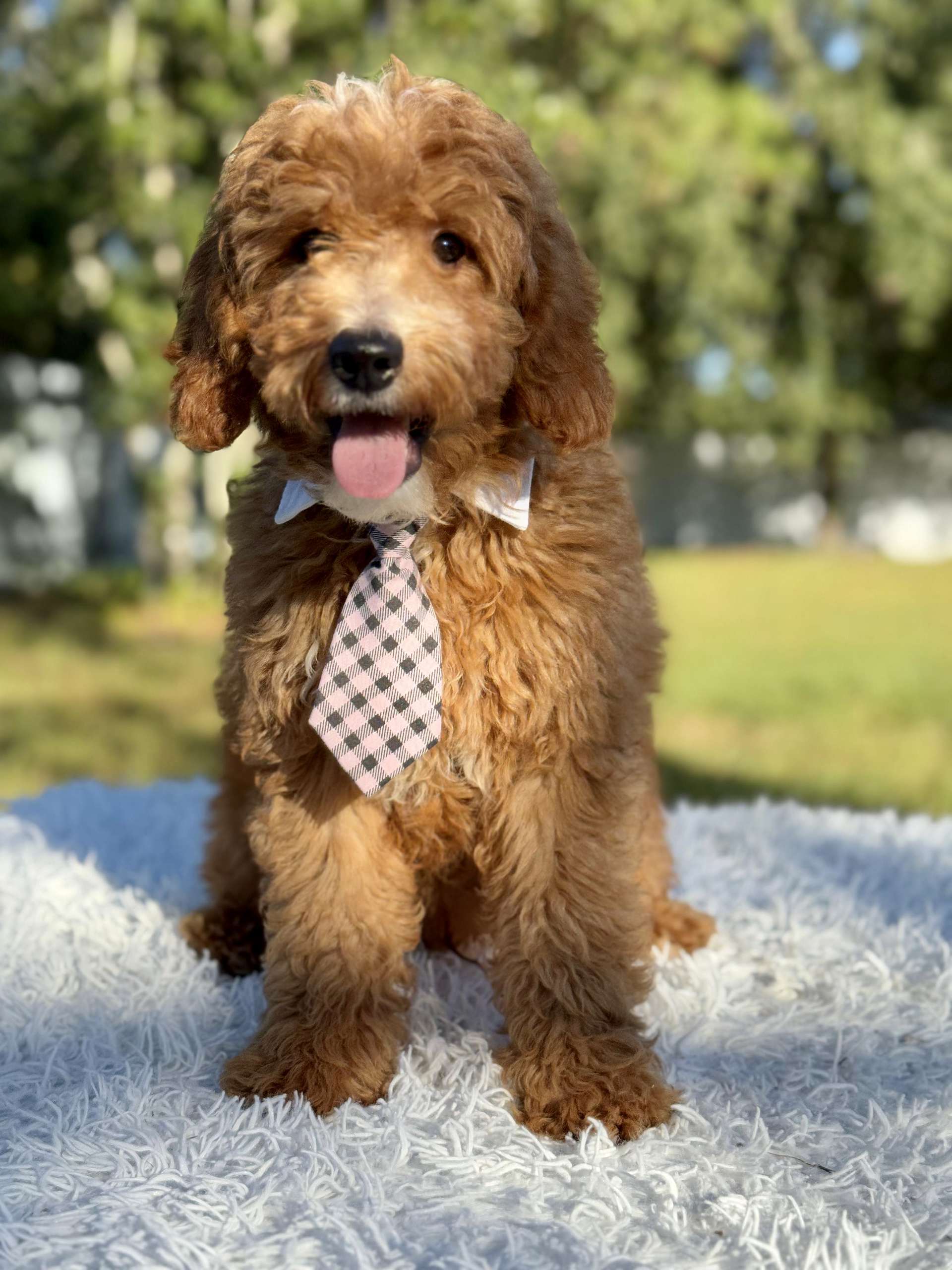 Médium - Cheddar Charm -Male - Image 6