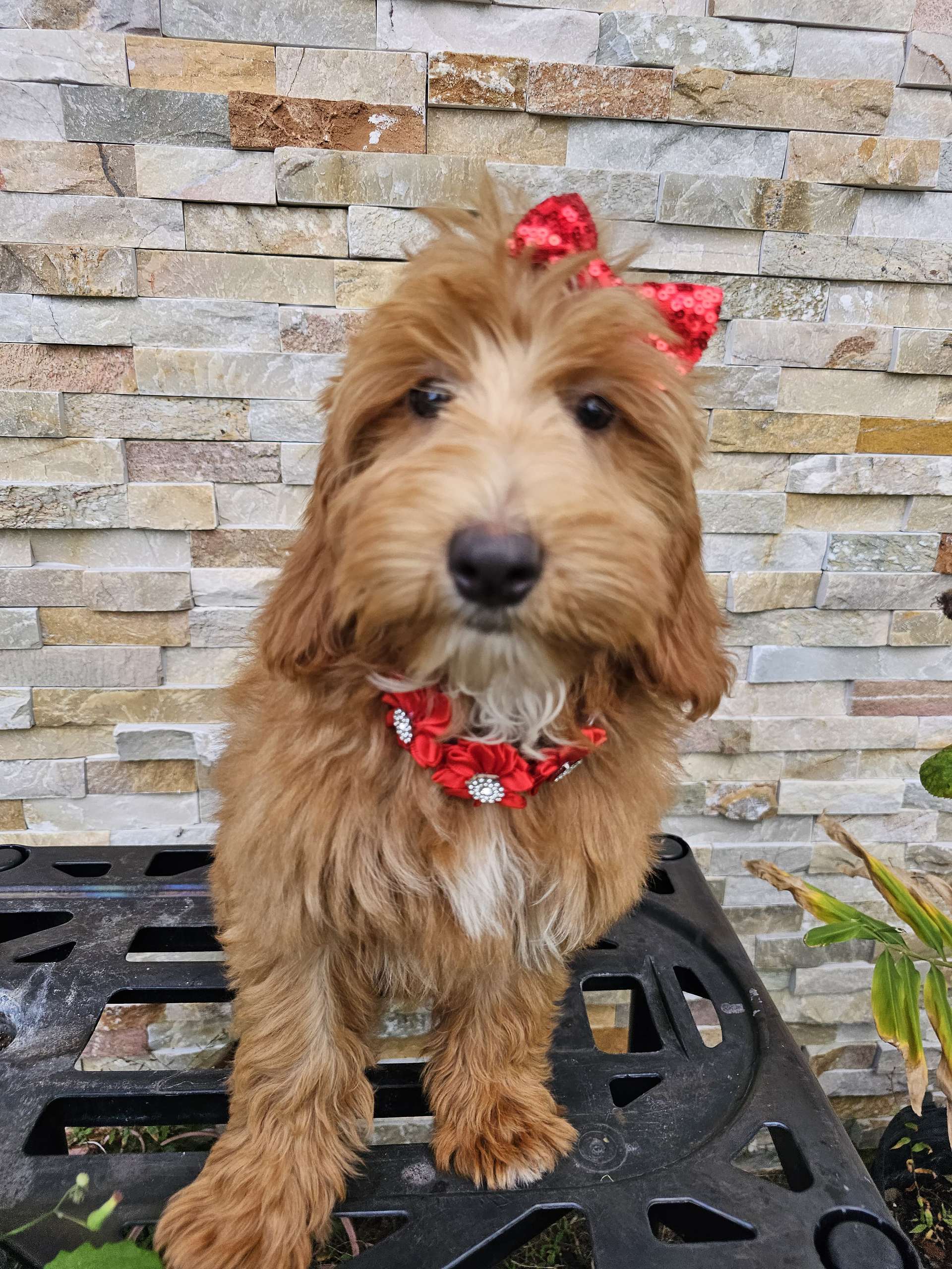 Médium - Salsa Swirl - Female - Image 3