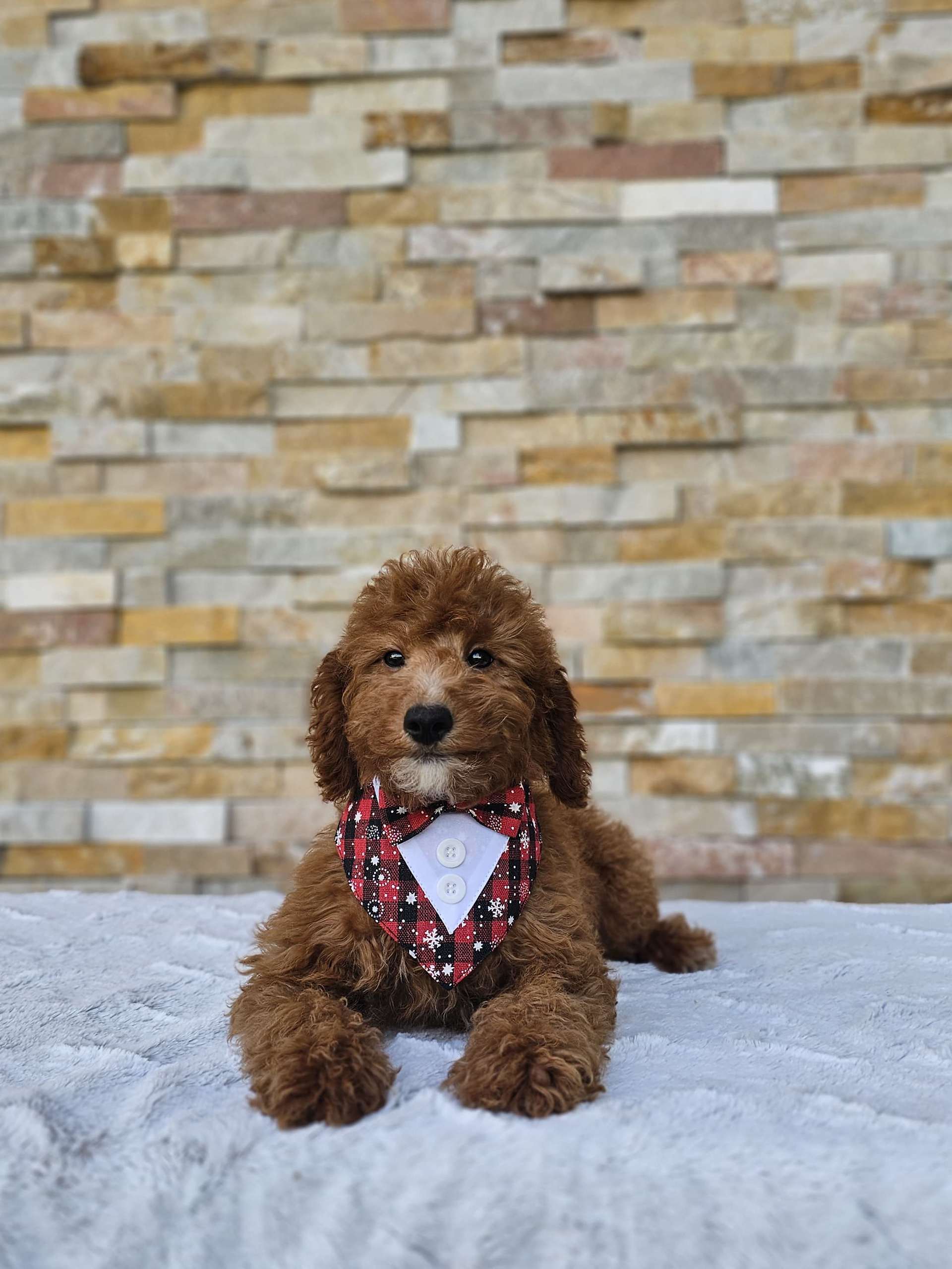 Toy - CappucciTiny - Male - Image 6