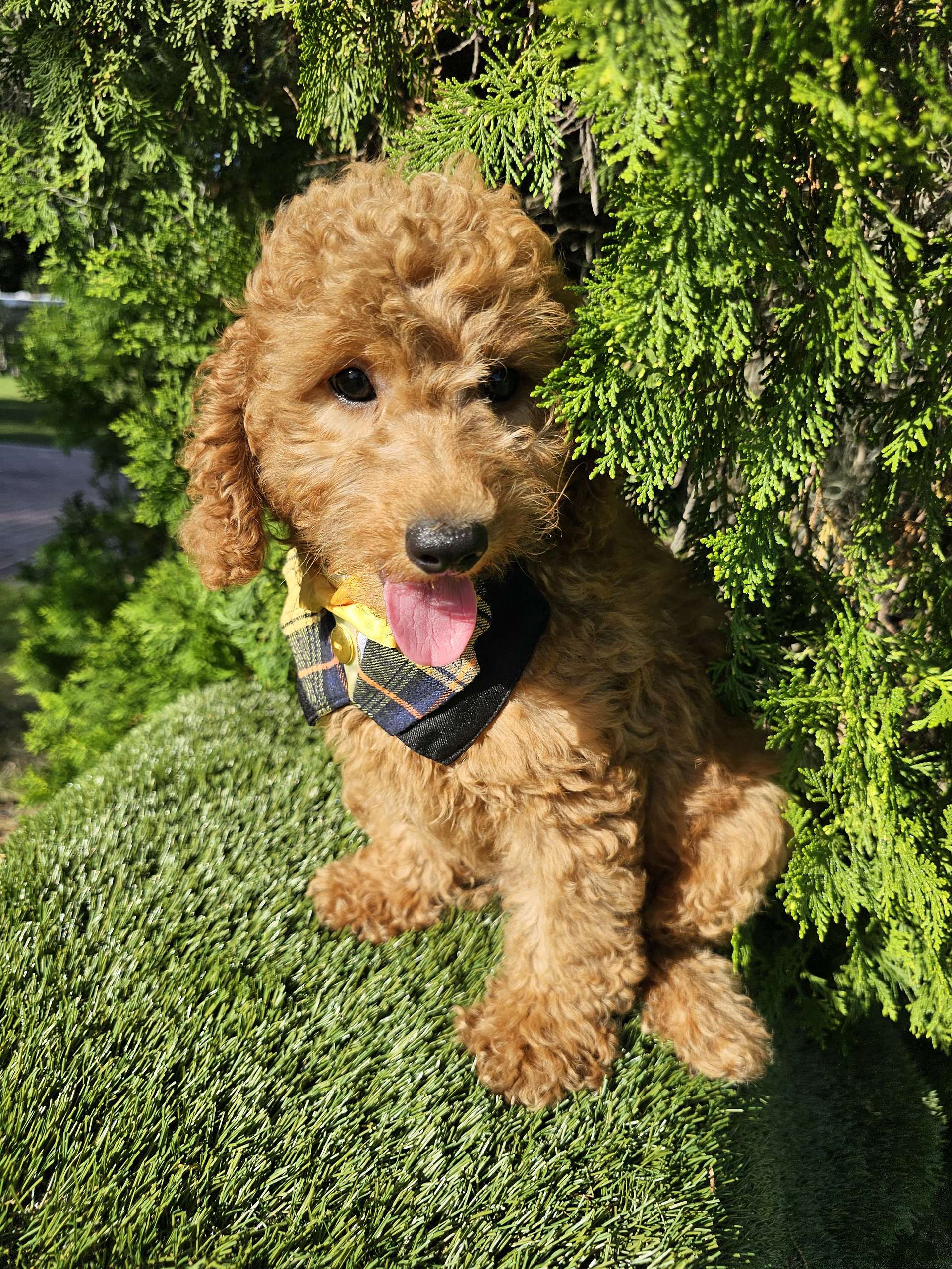 Toy - Captain Nibble - Male - Image 3