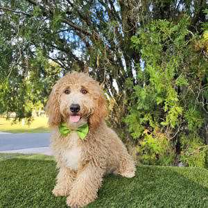 Mini - Mango Munchkin - Male