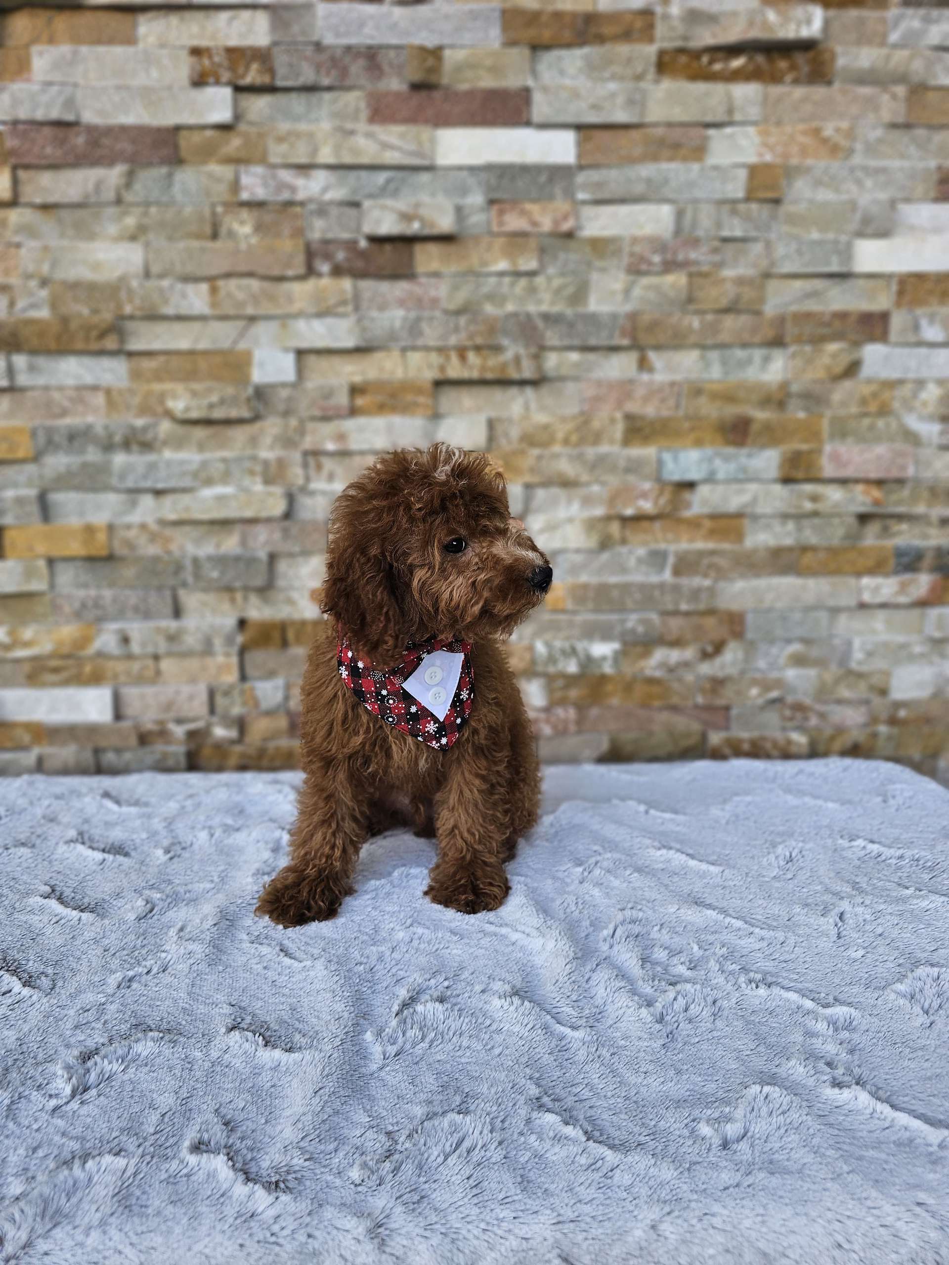 Toy - CappucciTiny - Male - Image 3