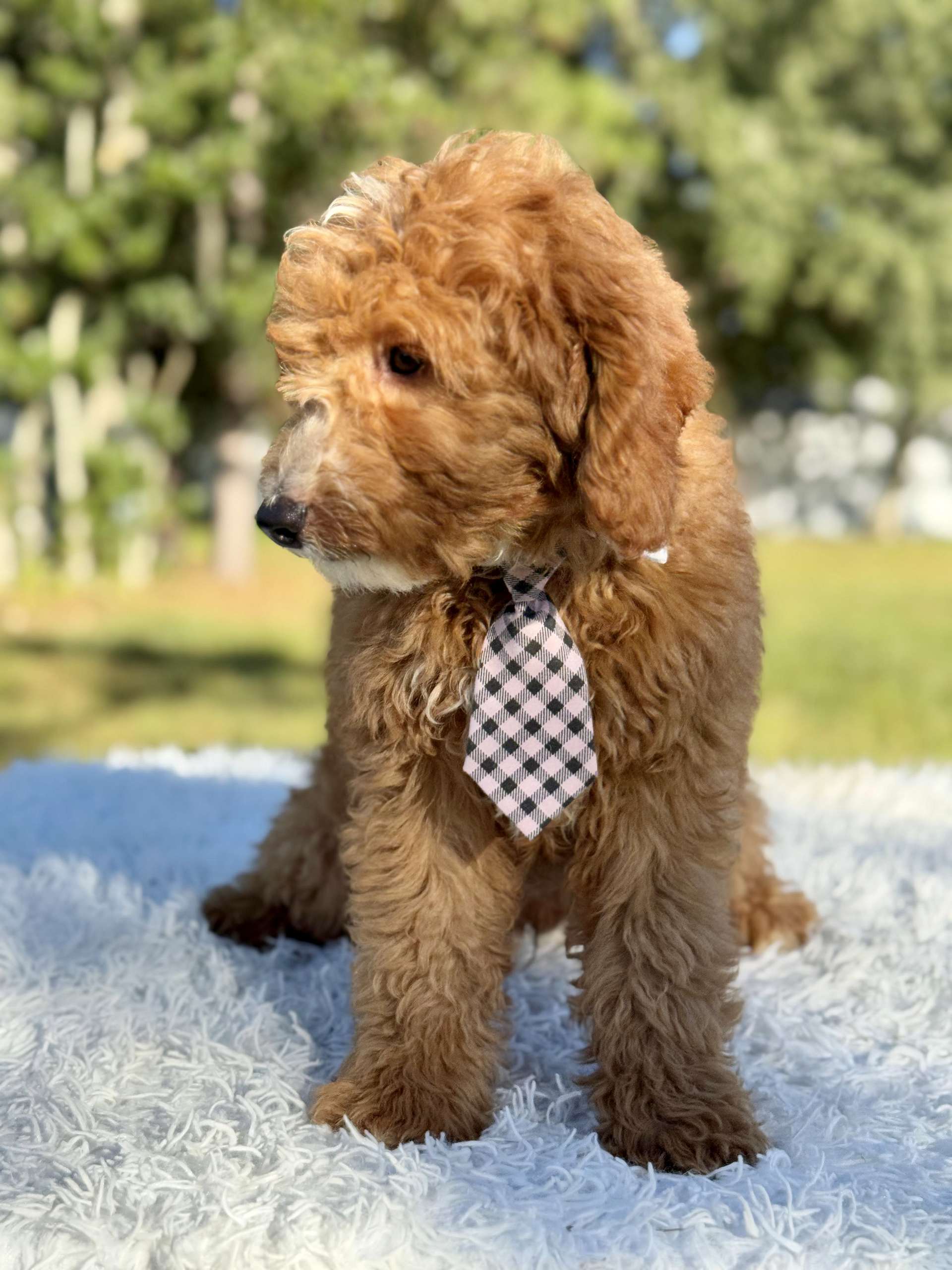 Médium - Cheddar Charm -Male - Image 4