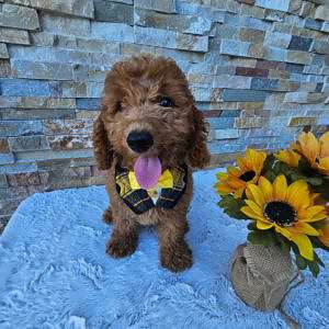 Toy - Captain Nibble - Male