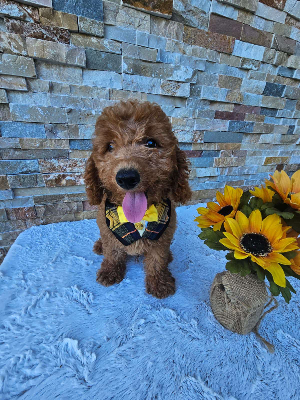 Toy - Captain Nibble - Male