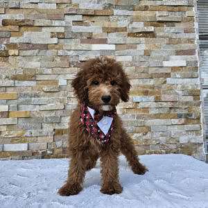 Toy - CappucciTiny - Male