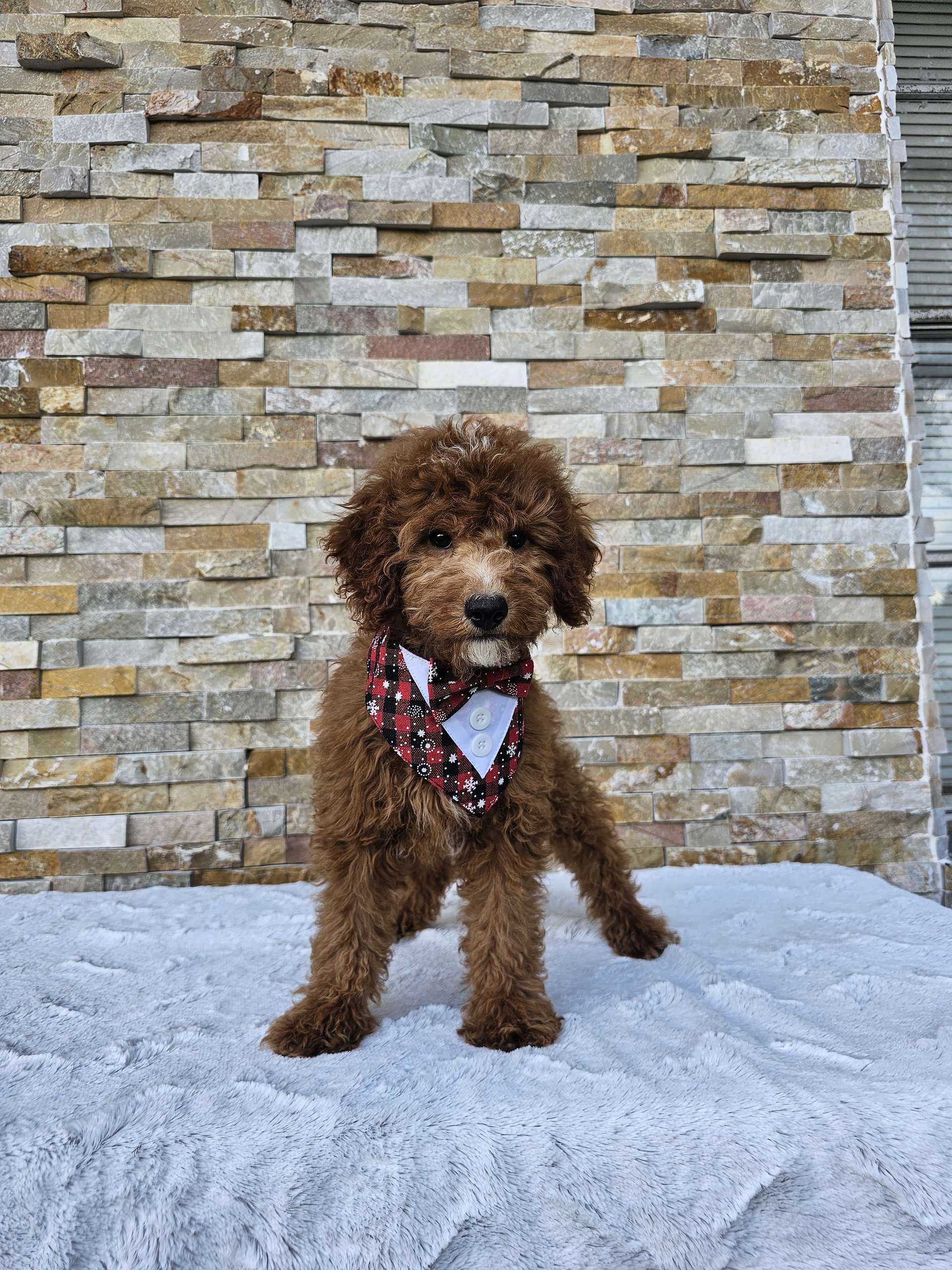 Toy - CappucciTiny - Male