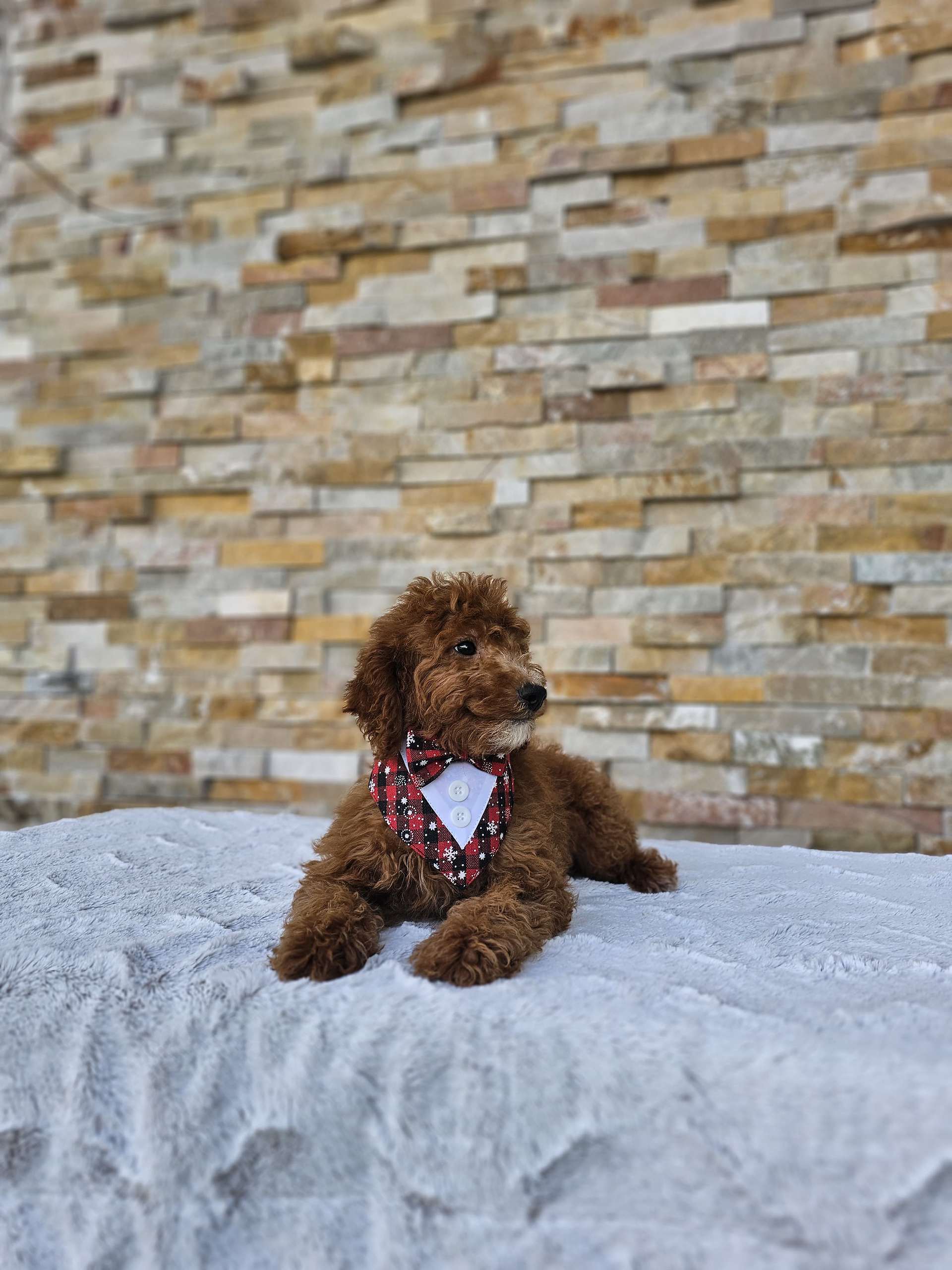 Toy - CappucciTiny - Male - Image 5