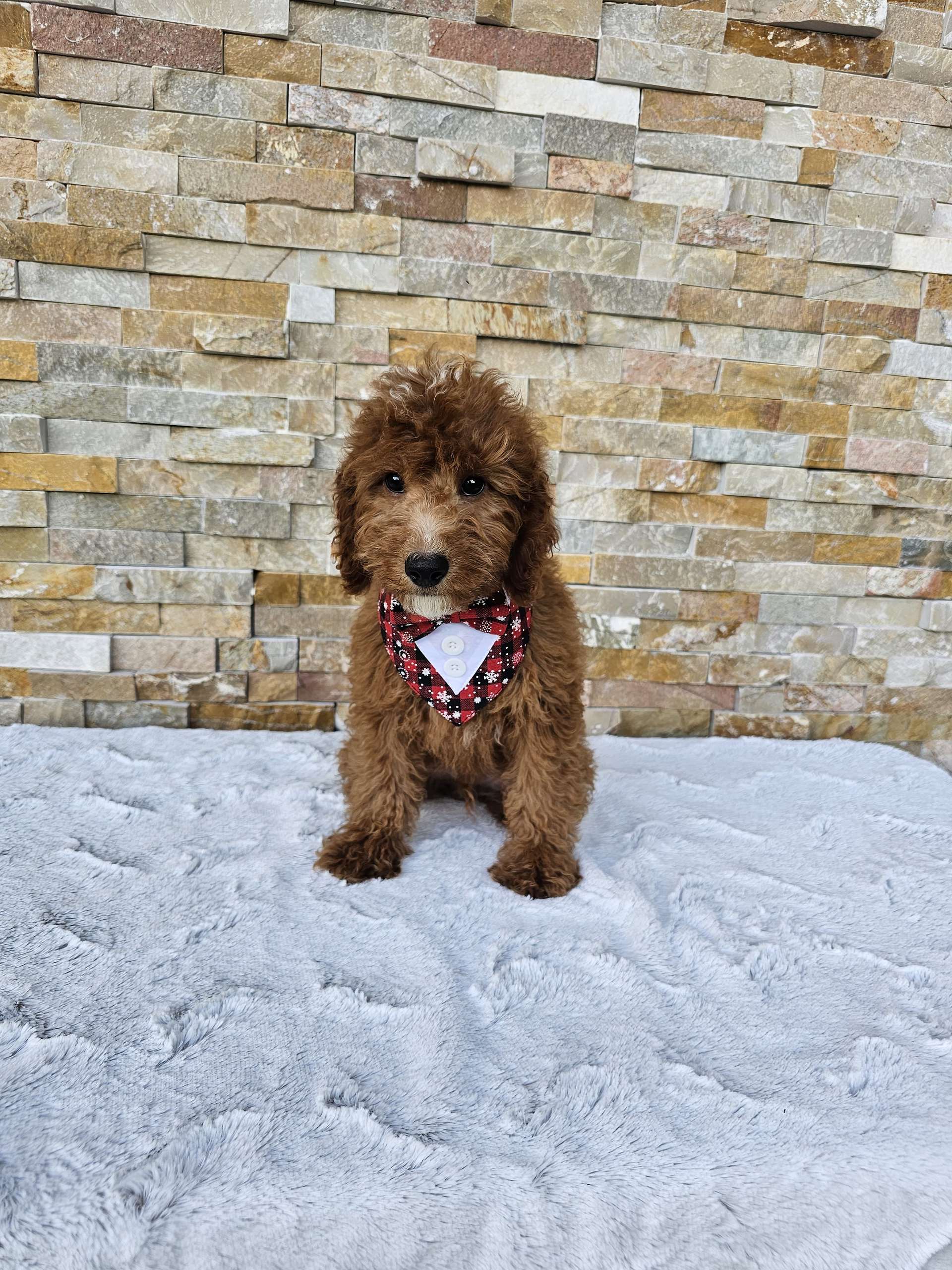 Toy - CappucciTiny - Male - Image 2