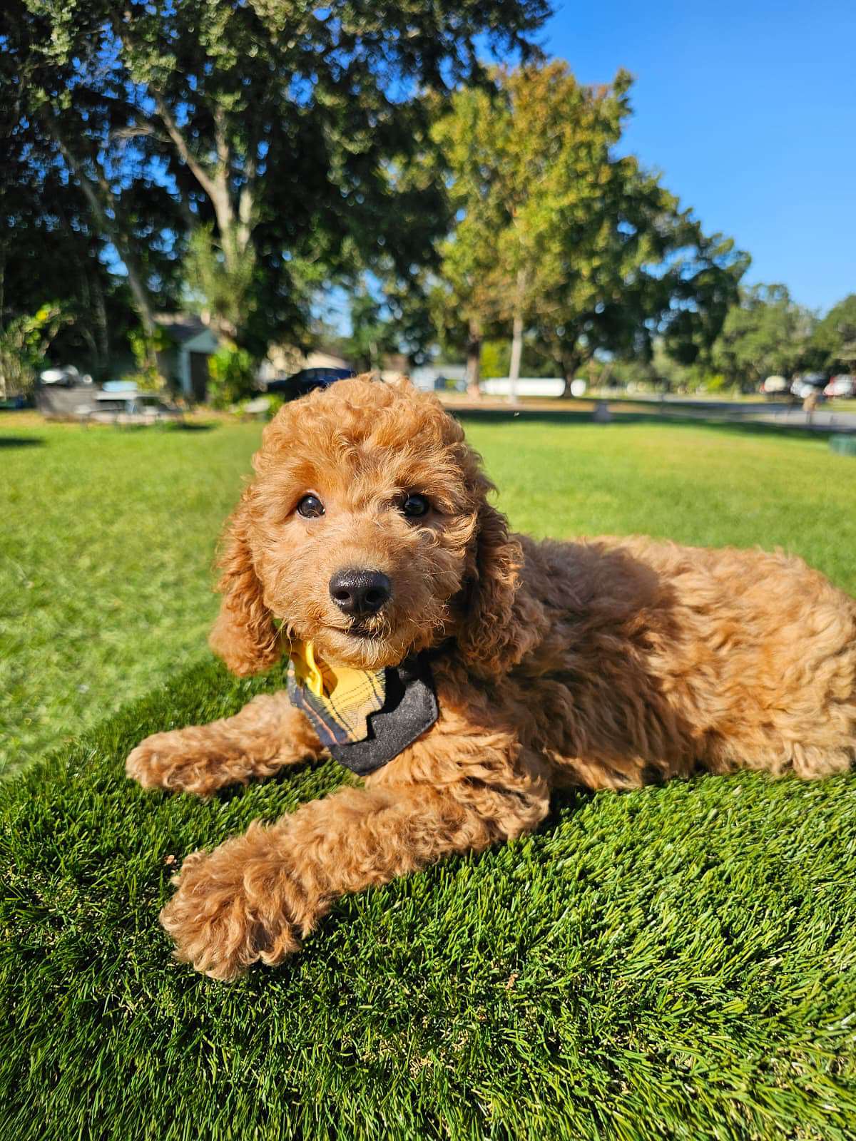 Toy - Captain Nibble - Male - Image 5