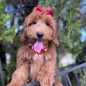 Médium - Salsa Swirl - Female