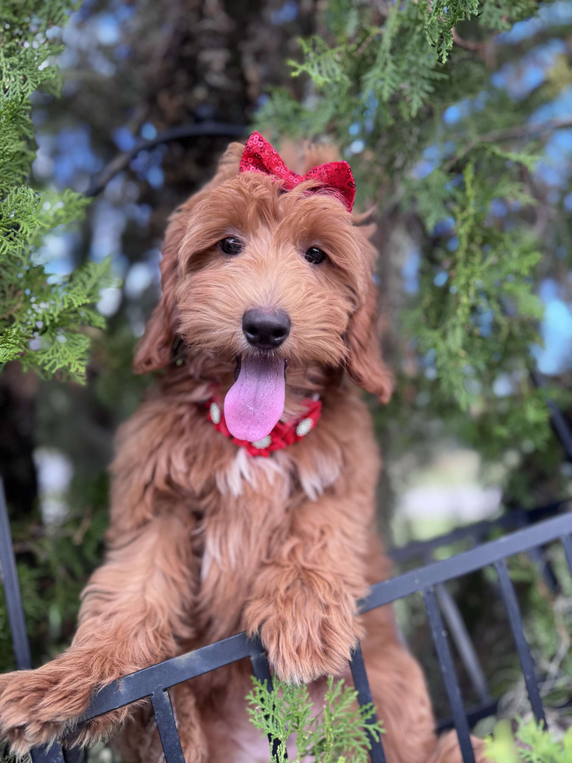 Médium - Salsa Swirl - Female