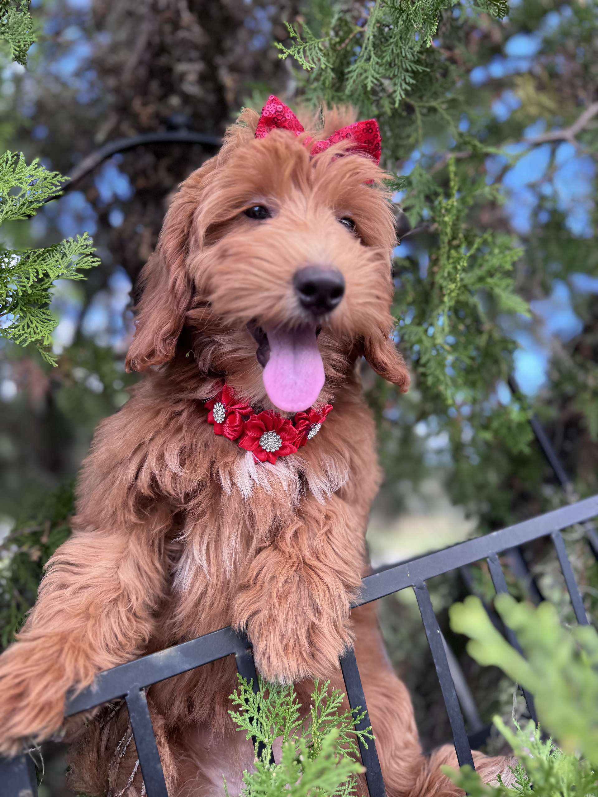 Médium - Salsa Swirl - Female - Image 5