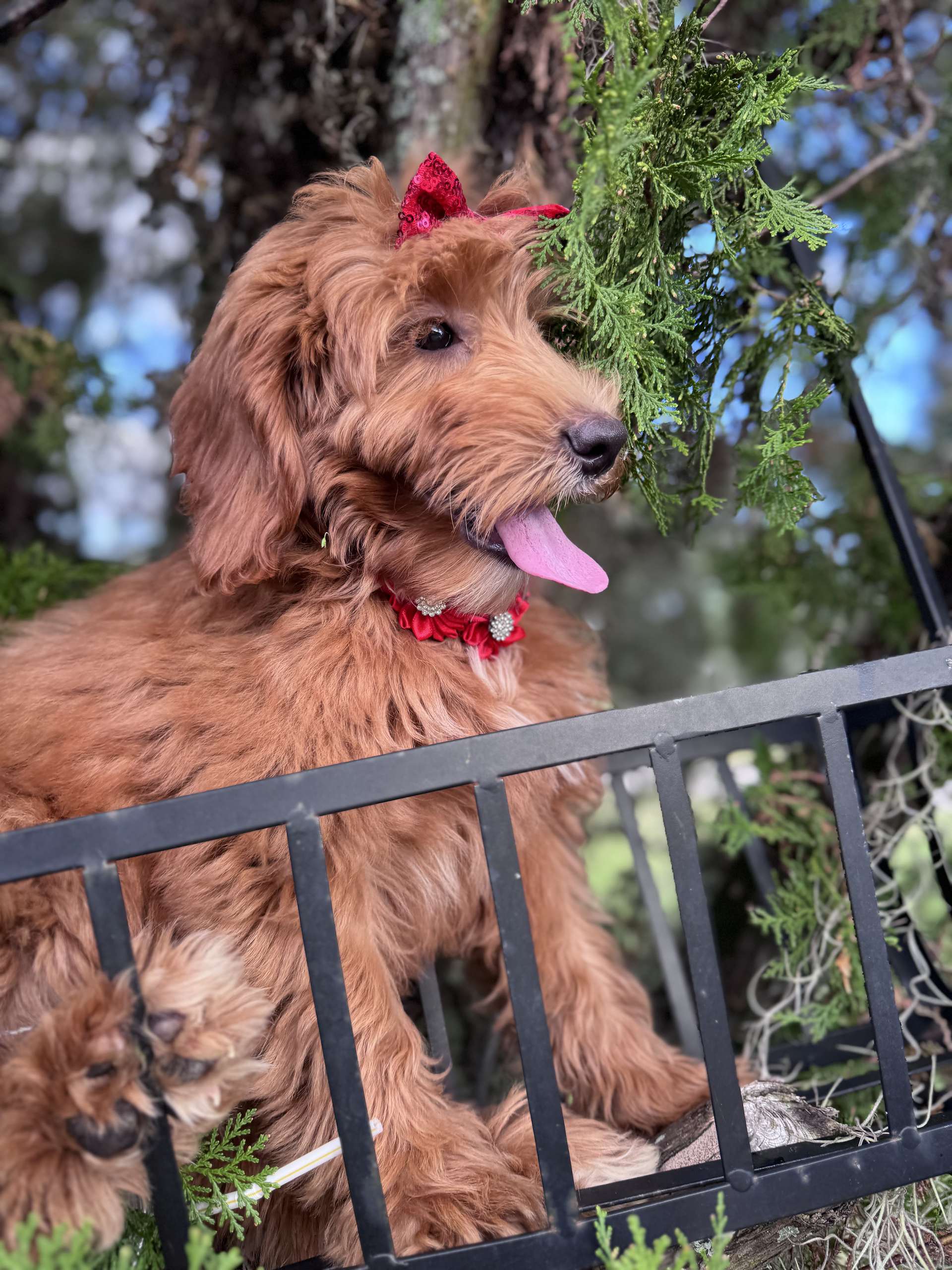 Médium - Salsa Swirl - Female - Image 2