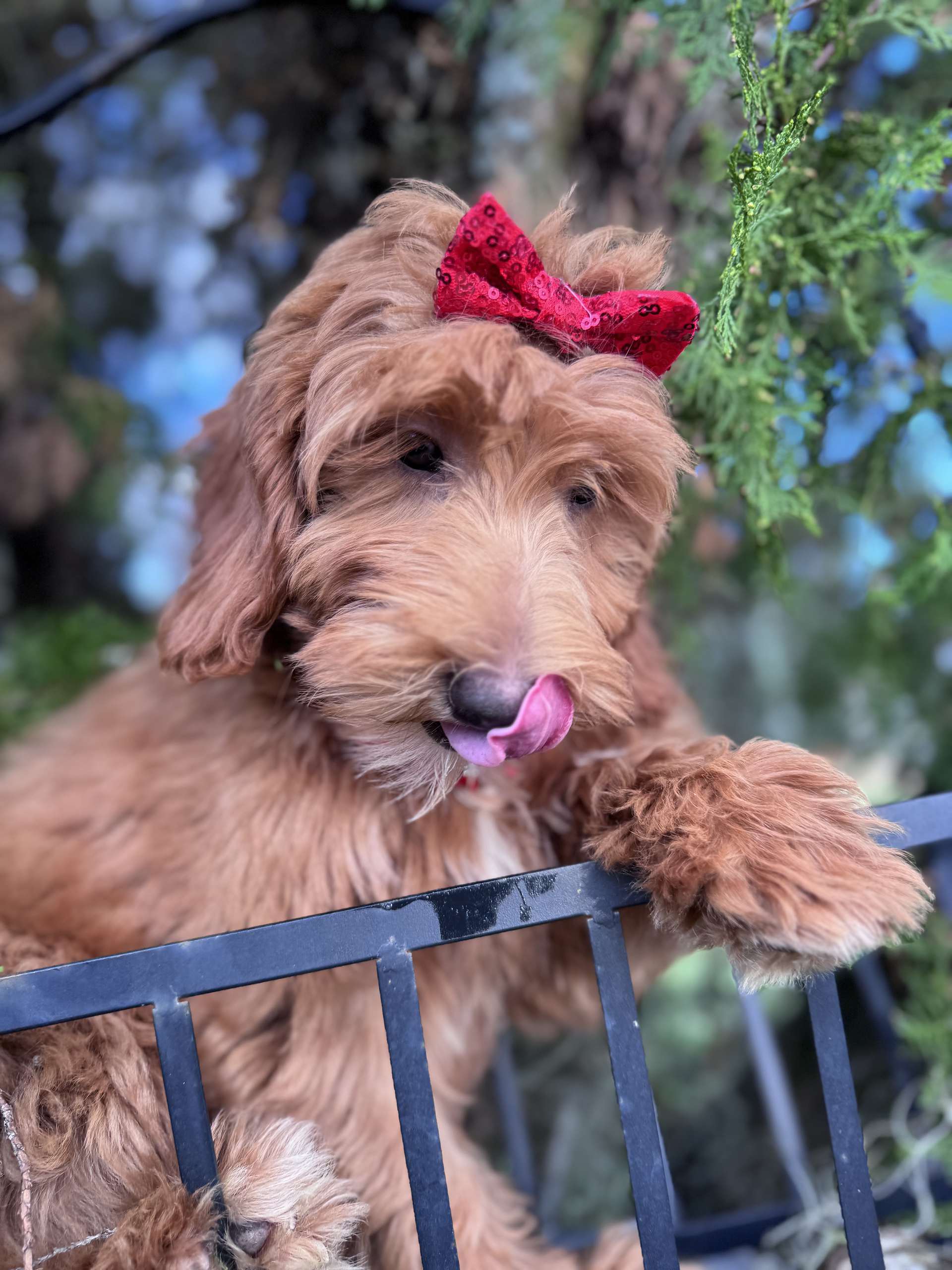 Médium - Salsa Swirl - Female - Image 4