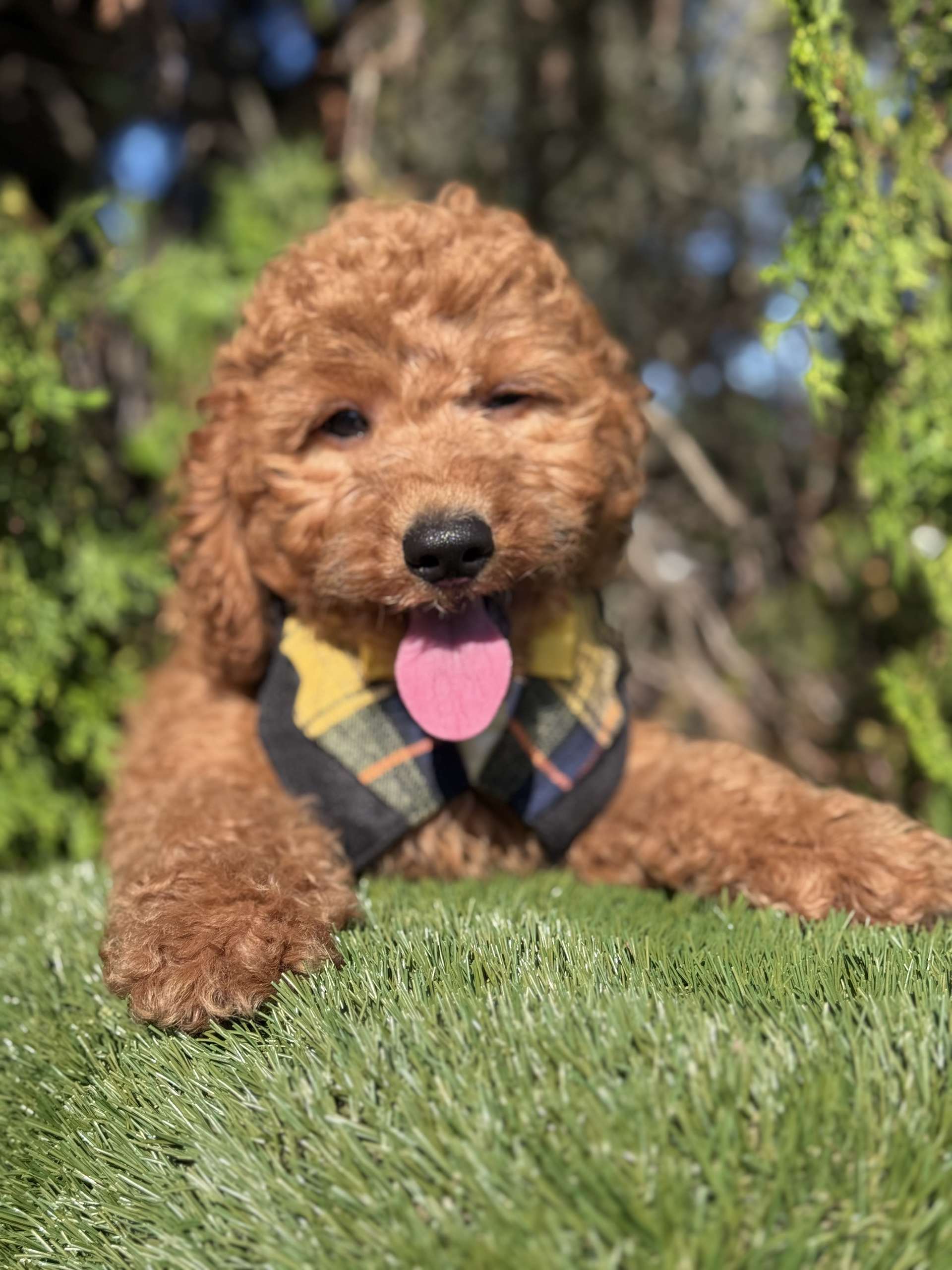 Toy - Captain Nibble - Male - Image 4