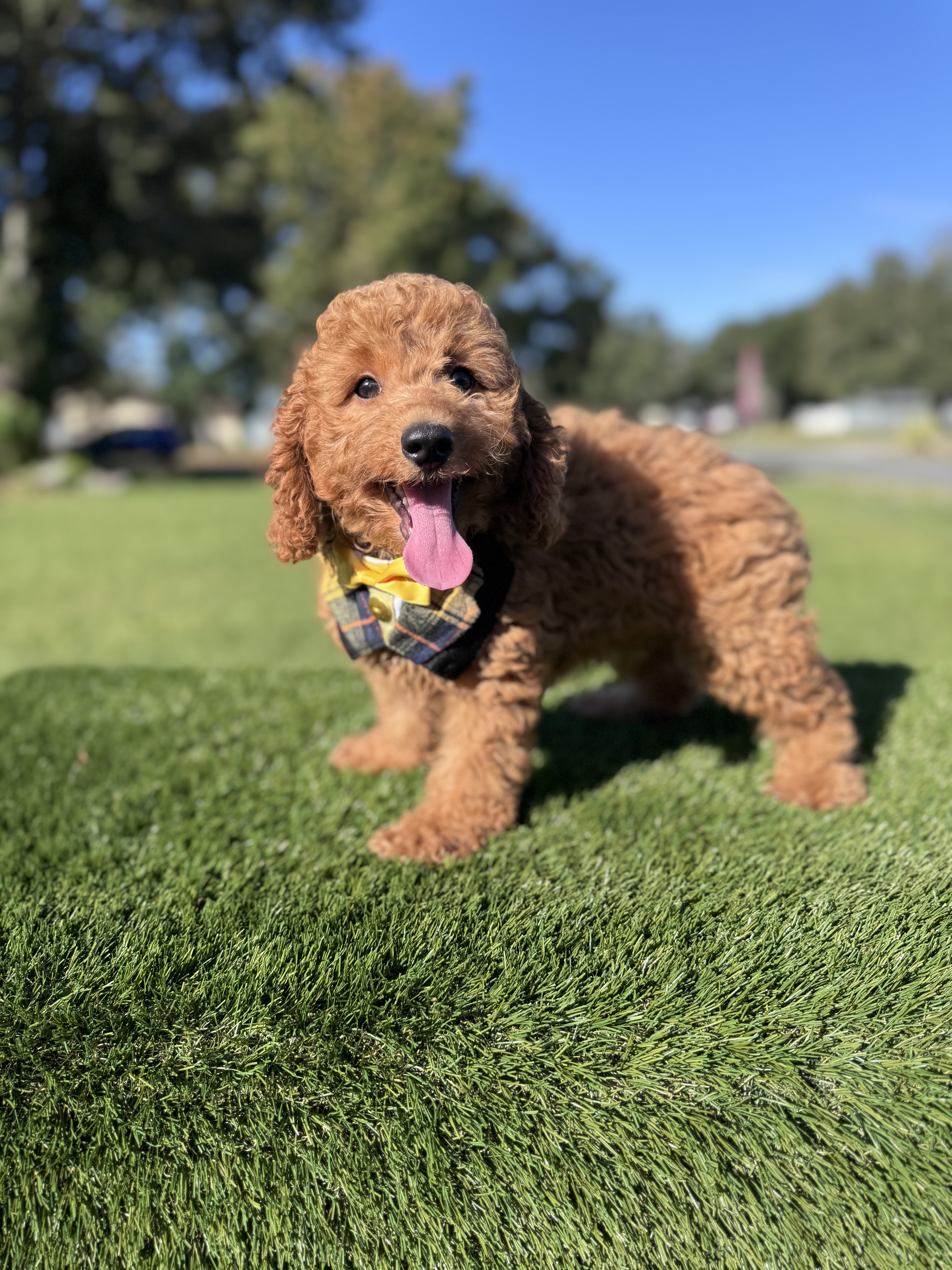 Toy - Captain Nibble - Male - Image 2