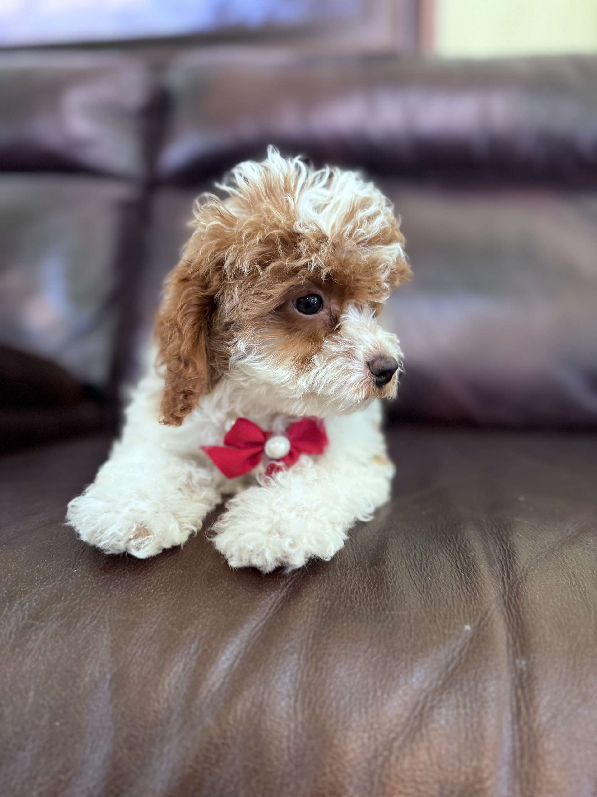 Cavapoo - Lady Bonbon - Female - Image 6