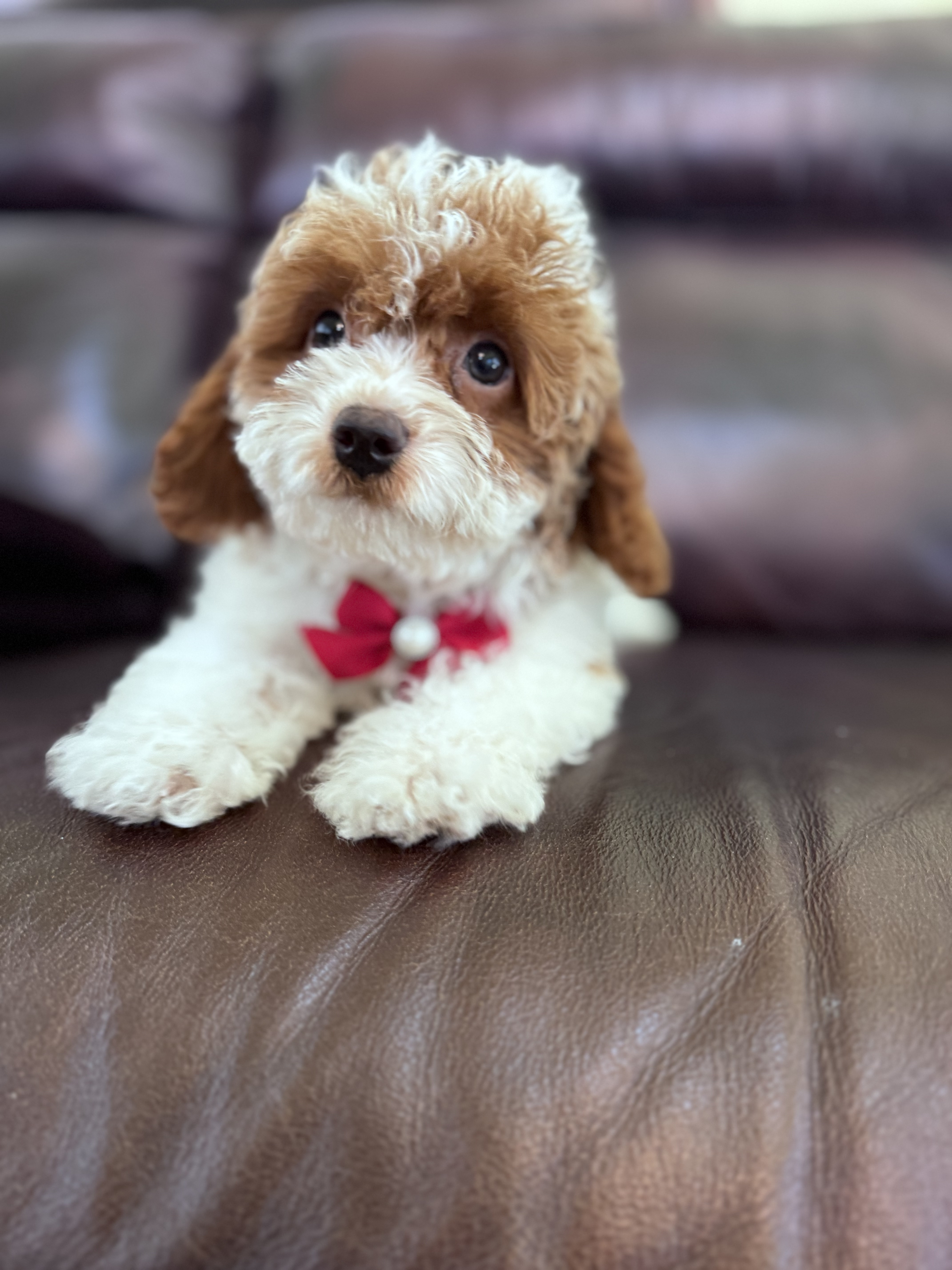 Cavapoo - Lady Bonbon - Female - Image 5