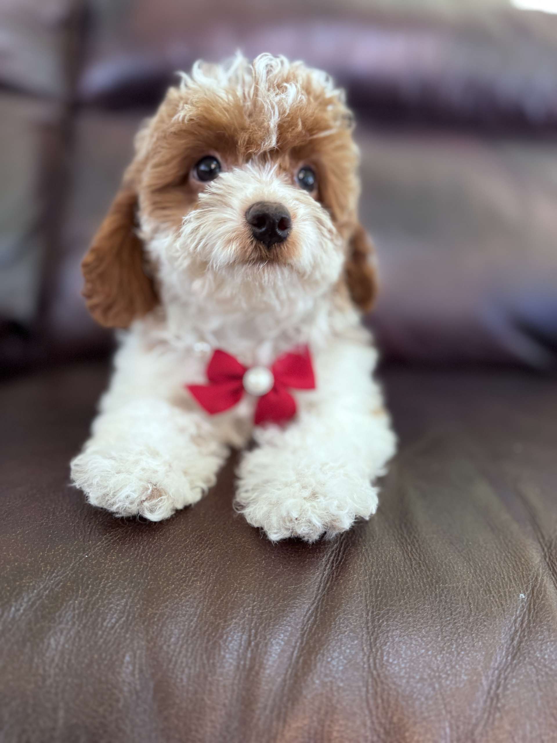 Cavapoo - Lady Bonbon - Female - Image 3