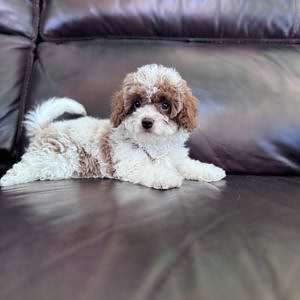 Cavapoo - Lady Bonbon - Female