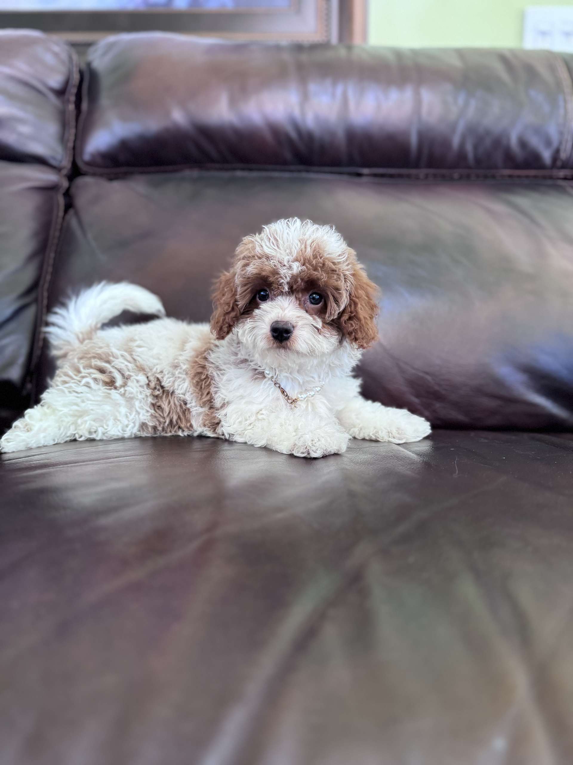 Cavapoo - Lady Bonbon - Female