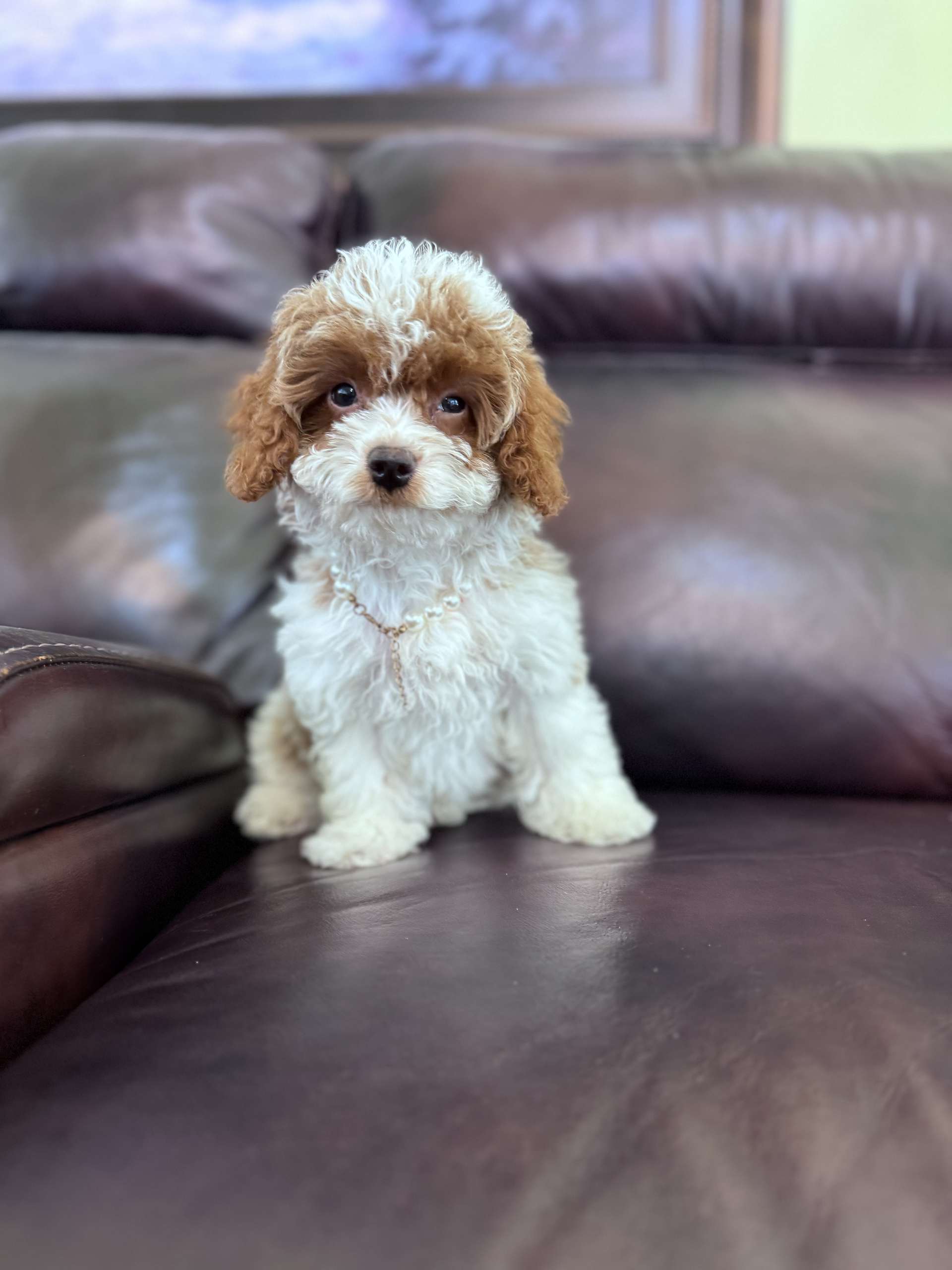 Cavapoo - Lady Bonbon - Female - Image 2