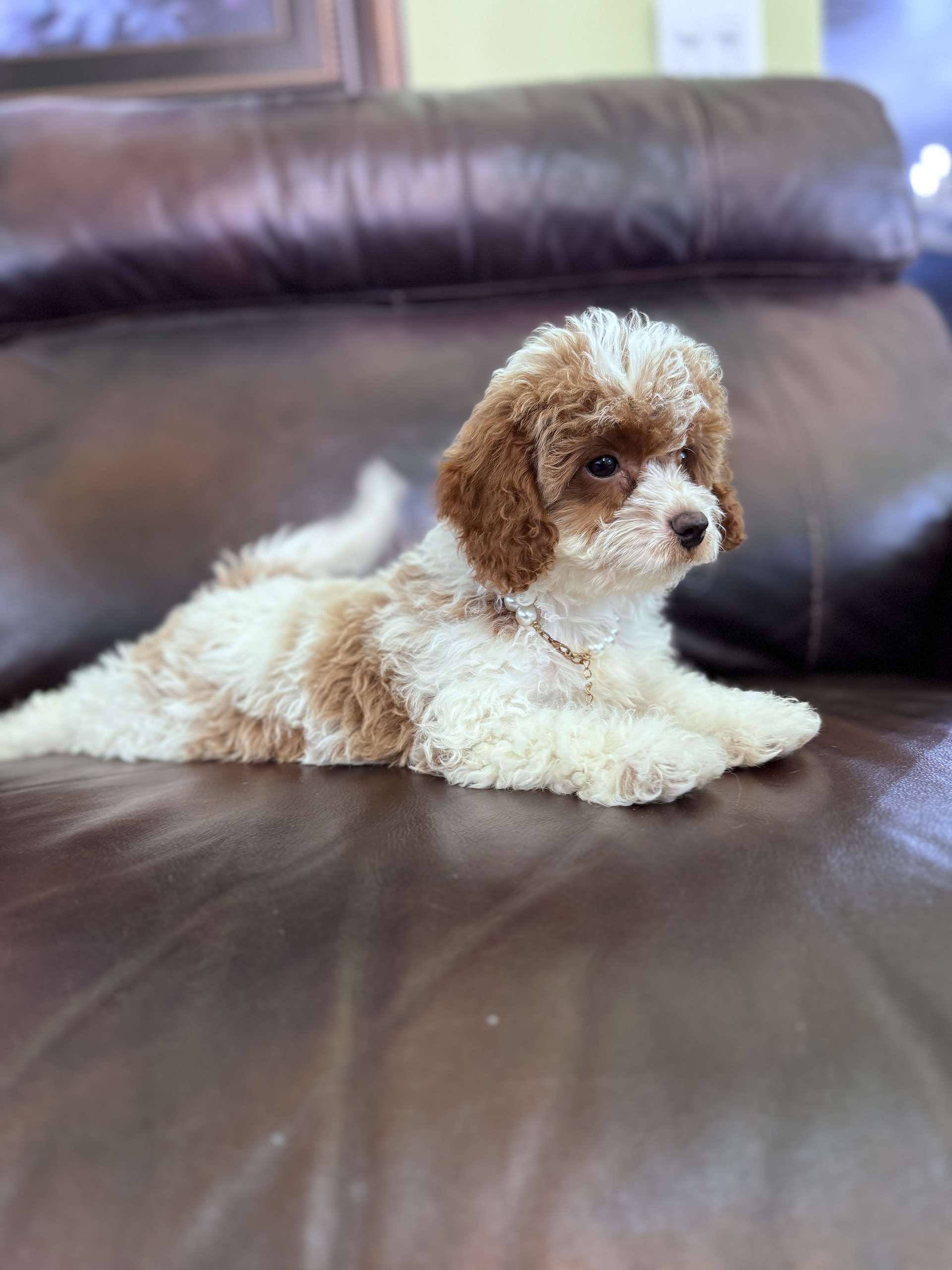 Cavapoo - Lady Bonbon - Female - Image 4