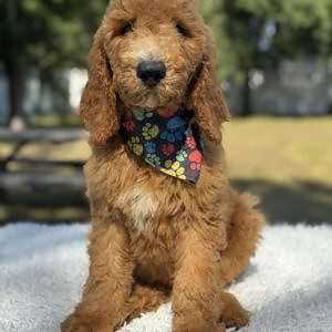 Médium - Rusty Biscuit - Male