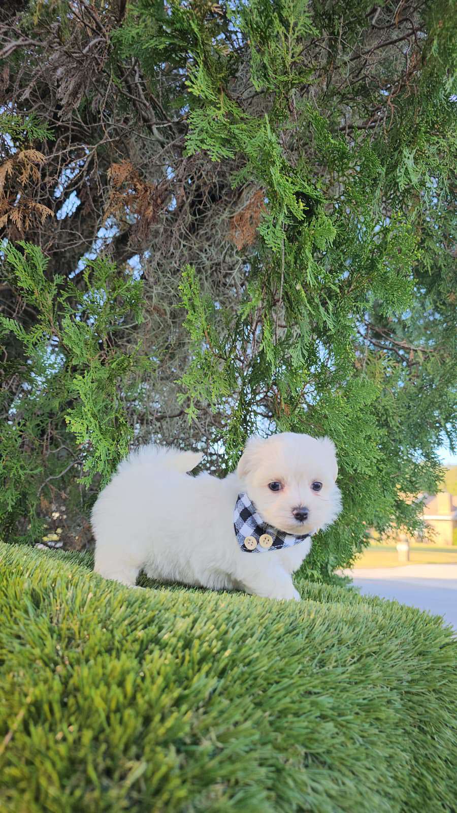 Morkie - Marshmallow - Male - Image 6