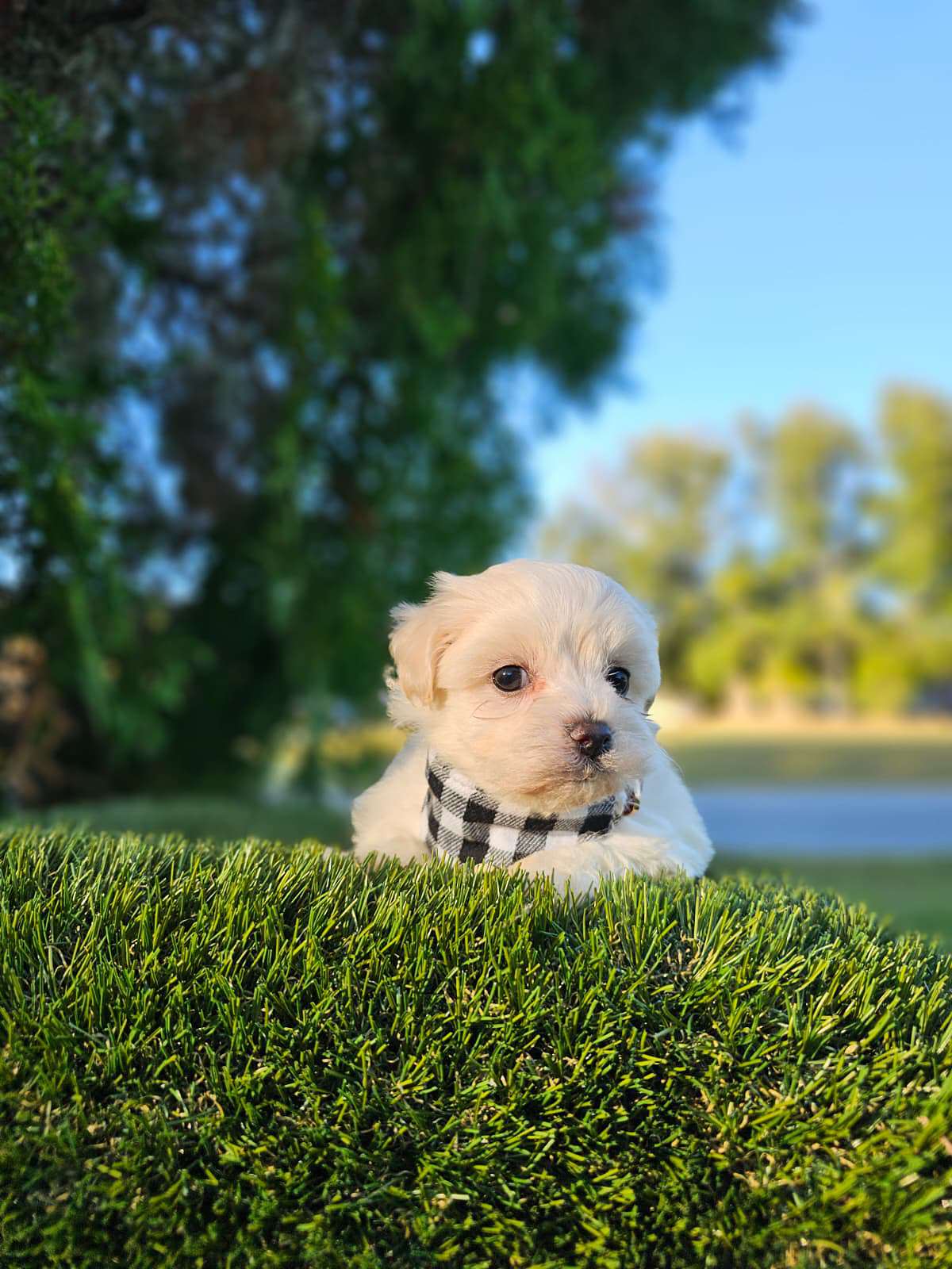 Morkie - Marshmallow - Male - Image 3