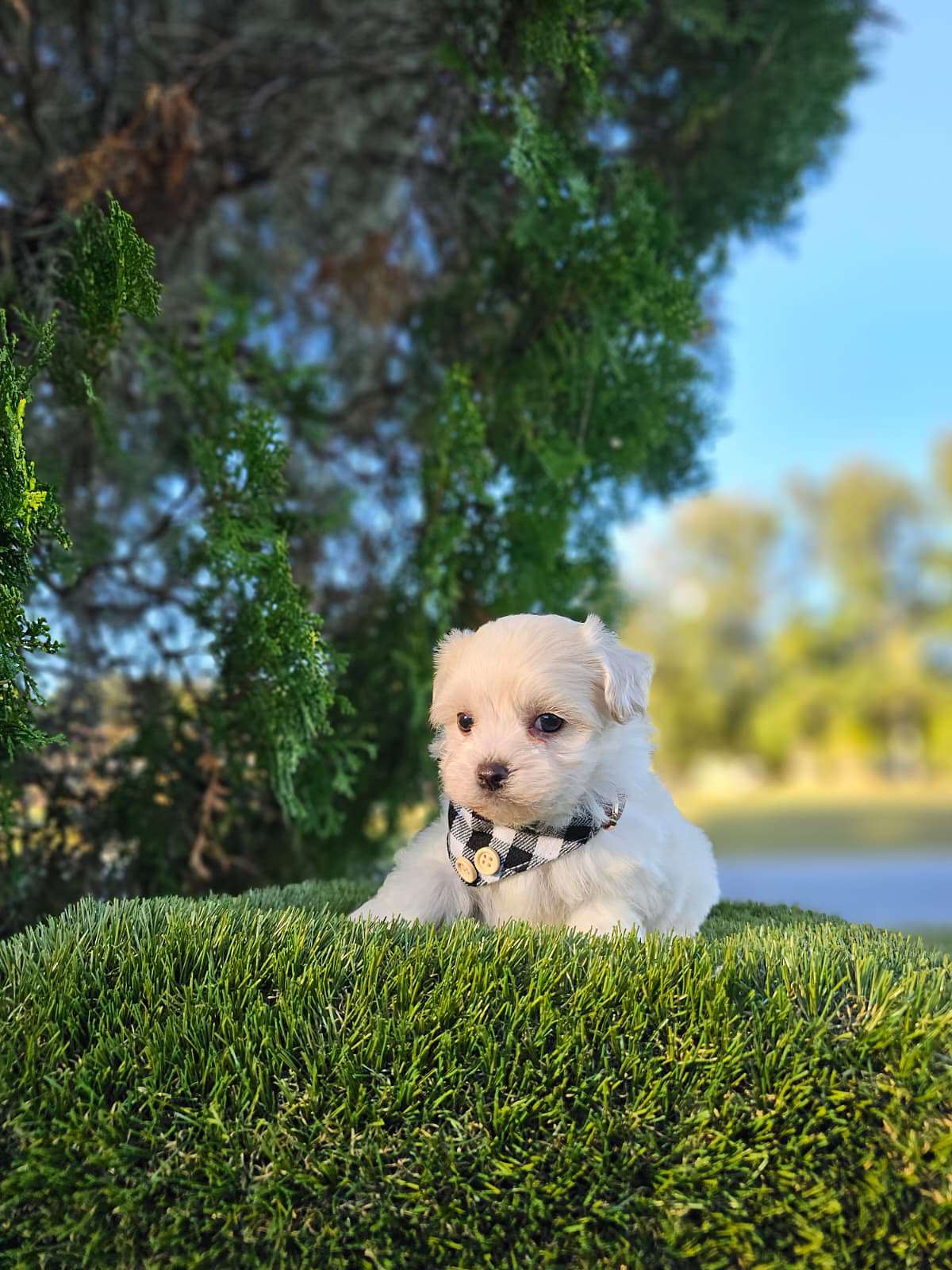 Morkie - Marshmallow - Male - Image 4