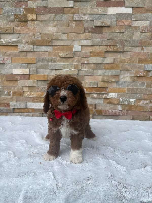 Cavapoo – Rusty Charm – Male – Goldendoodles By Aggie