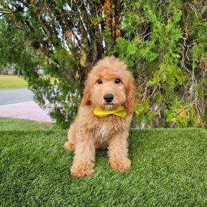 Toy - Lemon Biscotti - Male