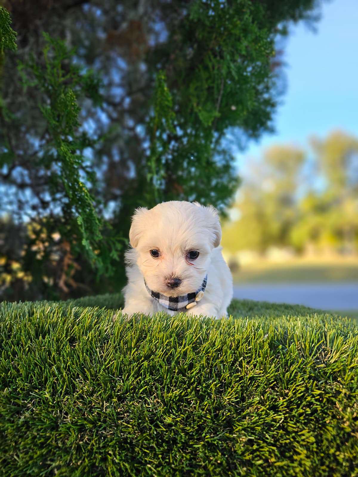 Morkie - Marshmallow - Male - Image 2