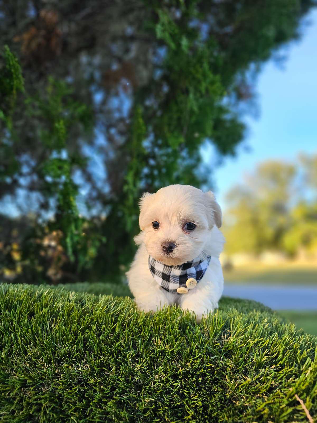 Morkie - Marshmallow - Male - Image 5