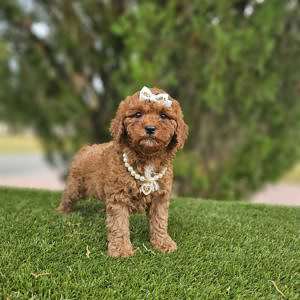 Cavapoo - FifiPop - Female