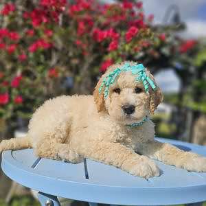 Standard - Tiffany Toffe - Female