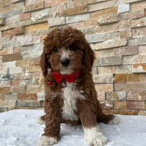 Cavapoo - Rusty Charm - Male