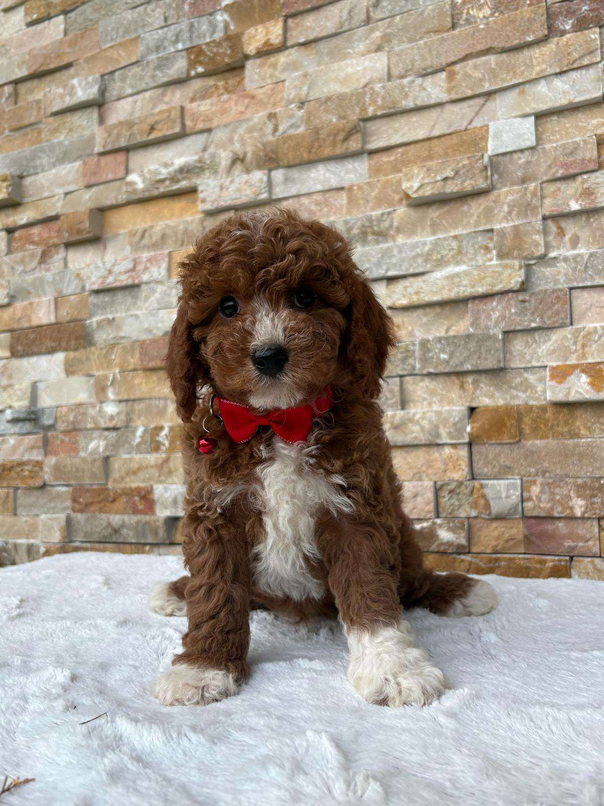 Cavapoo - Rusty Charm - Male