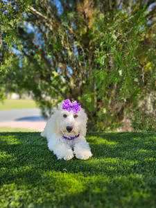 Mini Bernedoodle - Doodle Dior - Female