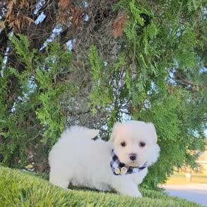 Morkie - Marshmallow - Male