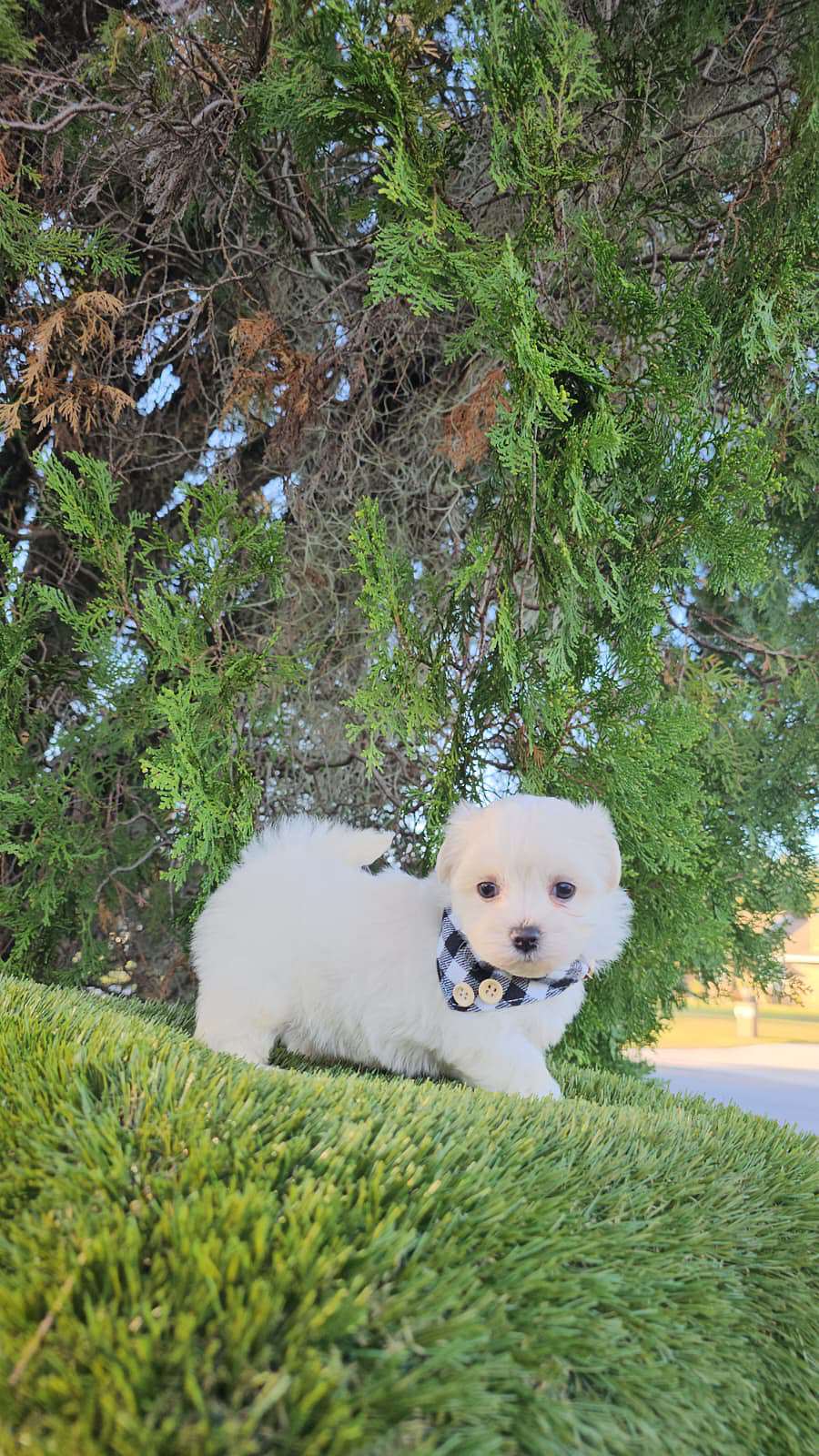 Morkie - Marshmallow - Male