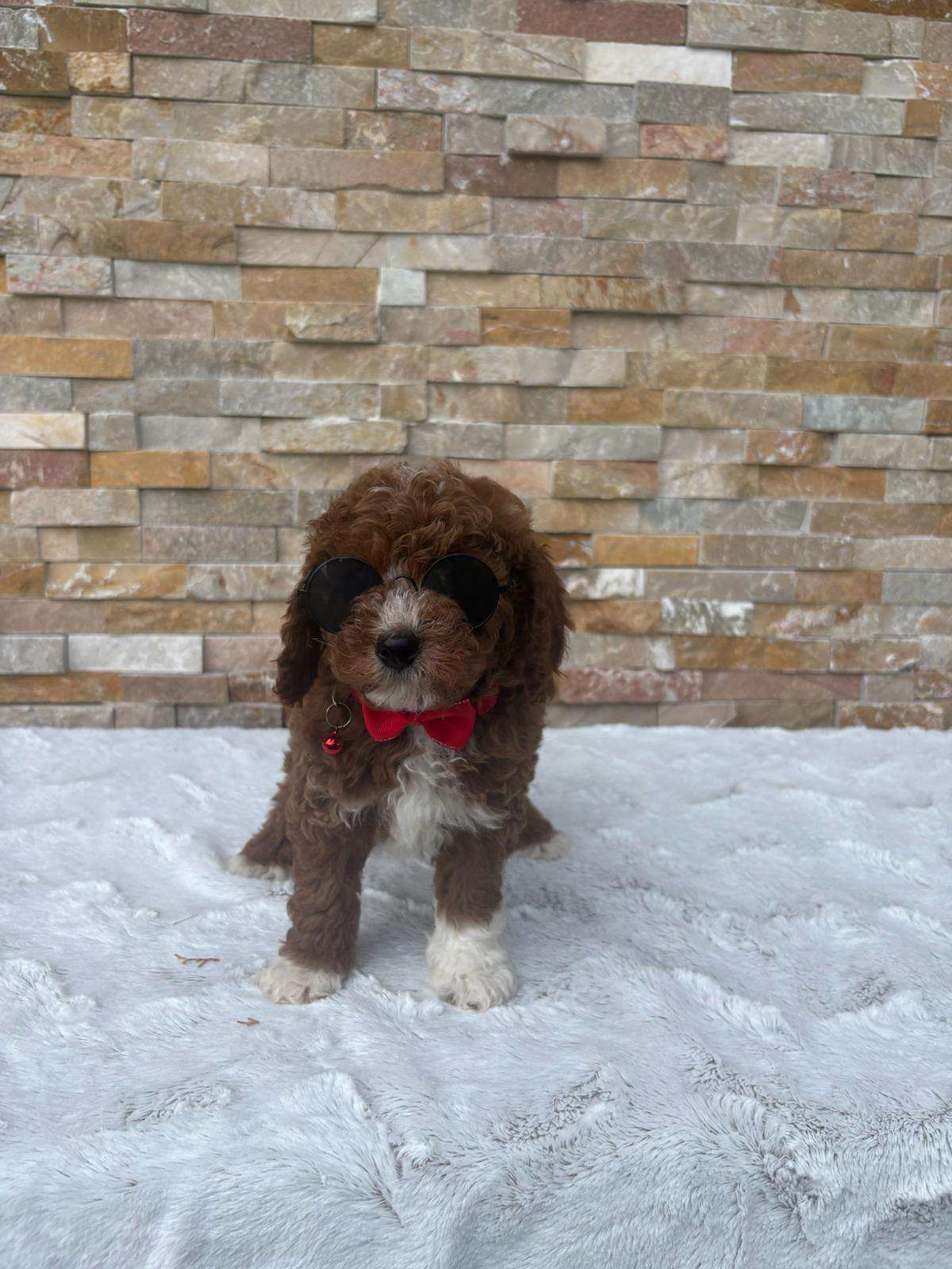 Cavapoo - Rusty Charm - Male - Image 2