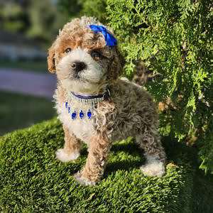 Toy - Linda - Female