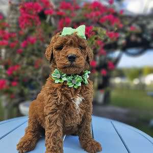 Medium - Pistachia Pop - Female