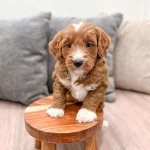 Mini - Maple Mochi - Male